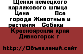 Щенки немецкого карликового шпица › Цена ­ 20 000 - Все города Животные и растения » Собаки   . Красноярский край,Дивногорск г.